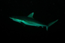 Grey Reef Shark in the maldives. Divesite Madivaru. Nikon... by Andy Kutsch 